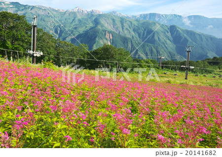 アカバナシモツケソウと白馬三山 20141682