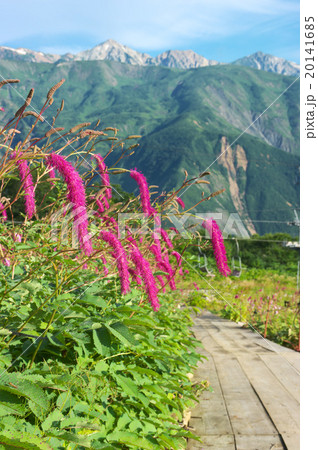 カライトソウ 20141685