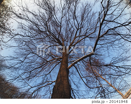 Trees in the park in winter Trees in the park in winter 20141948