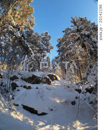 Pine forest in winter 20142196