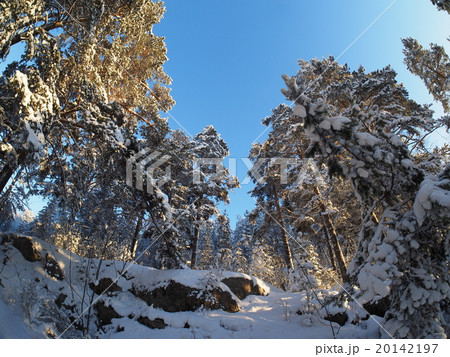 Pine forest in winter 20142197