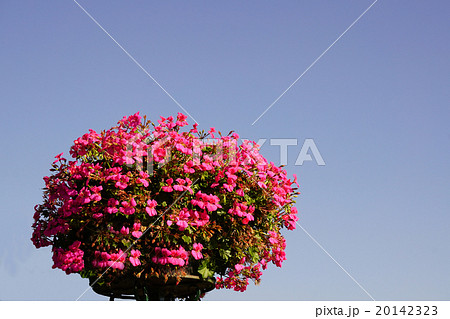 青空に浮かぶピンクのゼラニウム 青空に浮かぶピンクのゼラニウム 20142323