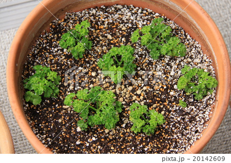 モスカールドパセリ(種まき後90日) モスカールドパセリ(種まき後90日) 20142609