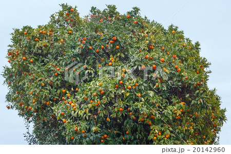 Mandarin tree with orange fruits. Mandarin tree with orange fruits. 20142960