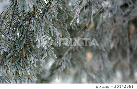 snow-cowered fir branches 20142961