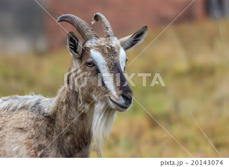 Adult village goat 20143074