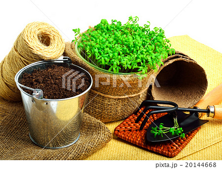 Cress salad on flower bed, garden tools 20144668