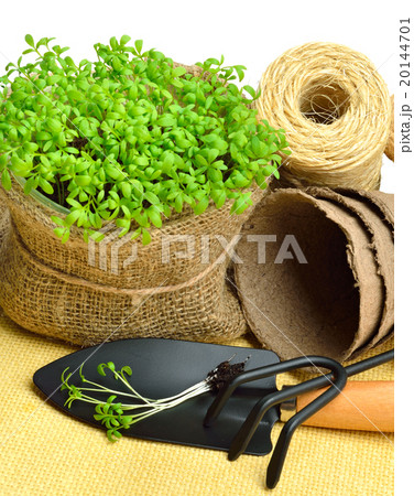 Cress salad on flower bed, garden tools Cress salad on flower bed, garden tools 20144701