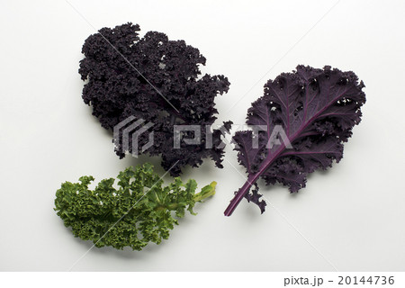 Kale leaf 20144736