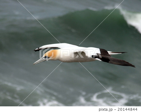 オークランド　ムリワイビーチのガネットコロニー 20144844