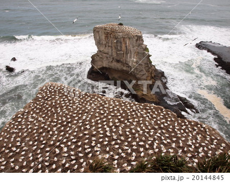 オークランド　ムリワイビーチのガネットコロニー全景 20144845
