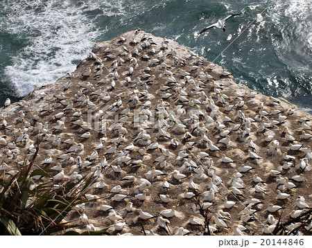 オークランド　ムリワイビーチのガネットコロニー 20144846