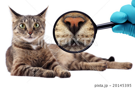 The Cat Expert. We explore cat. The Cat Expert. We explore cat. 20145395