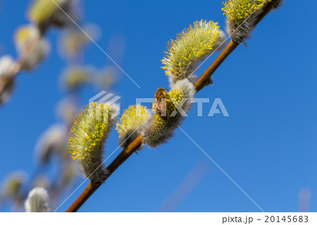Fluffy soft willow buds 20145683