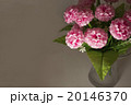 Beautiful pink flowers on grey background 20146370