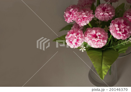 Beautiful pink flowers on grey background Beautiful pink flowers on grey background 20146370