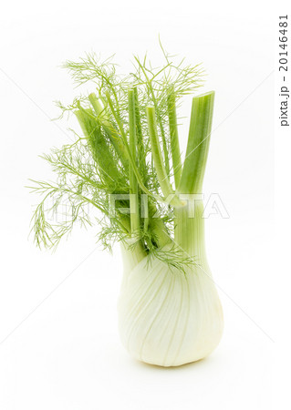 フェンネル:Fennel bulb フェンネル:Fennel bulb 20146481