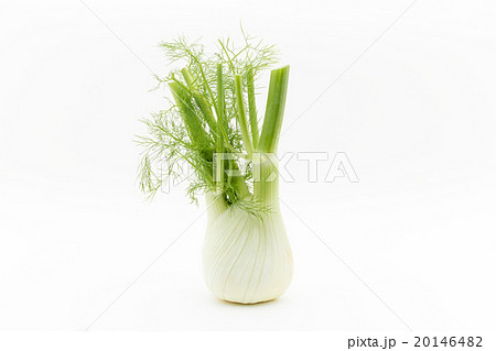 フェンネル:Fennel bulb フェンネル:Fennel bulb 20146482