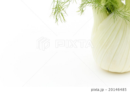 フェンネル:Fennel bulb フェンネル:Fennel bulb 20146485