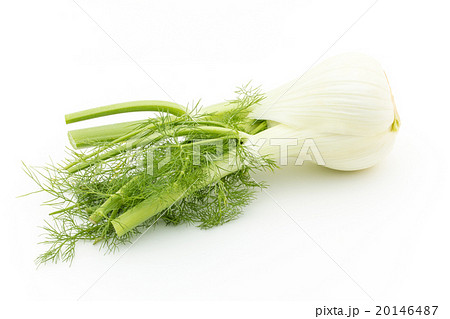 フェンネル:Fennel bulb 20146487