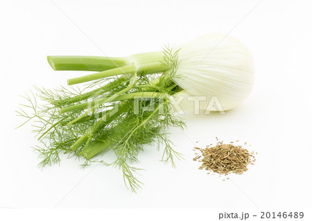 フェンネル:Fennel bulb フェンネル:Fennel bulb 20146489