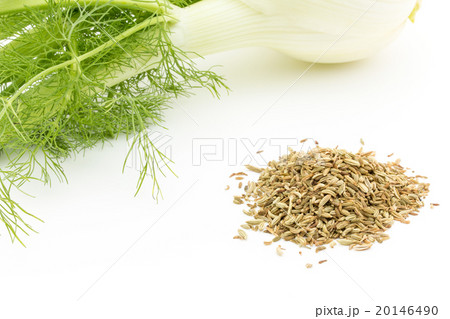 フェンネルとフェンネルシード:Fennel bulb & Fennel Seed フェンネルとフェンネルシード:Fennel bulb & Fennel Seed 20146490