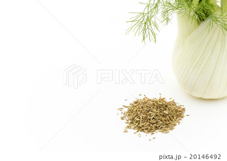 フェンネルとフェンネルシード:Fennel bulb & Fennel Seed 20146492