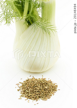 フェンネルとフェンネルシード:Fennel bulb & Fennel Seed フェンネルとフェンネルシード:Fennel bulb & Fennel Seed 20146494