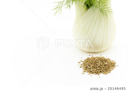 フェンネルとフェンネルシード:Fennel bulb & Fennel Seed フェンネルとフェンネルシード:Fennel bulb & Fennel Seed 20146495