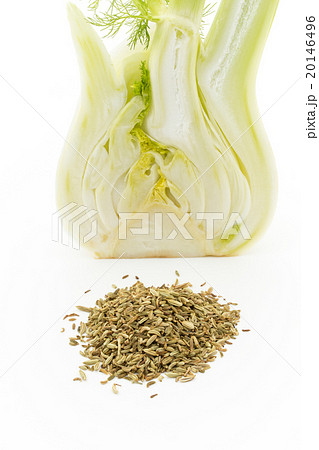 フェンネルとフェンネルシード:Fennel bulb & Fennel Seed フェンネルとフェンネルシード:Fennel bulb & Fennel Seed 20146496