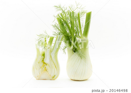 フェンネル:Fennel bulb フェンネル:Fennel bulb 20146498