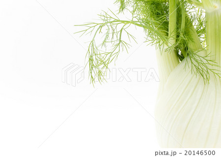 フェンネル:Fennel bulb 20146500