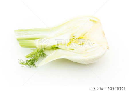 フェンネル:Fennel bulb フェンネル:Fennel bulb 20146501