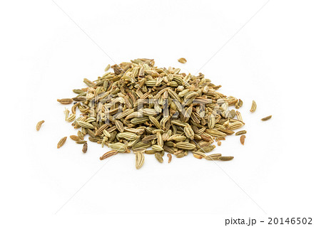 フェンネルシード: Fennel Seed フェンネルシード: Fennel Seed 20146502