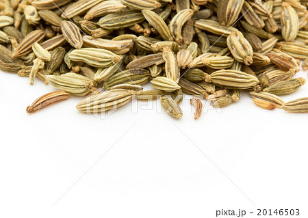 フェンネルシード: Fennel Seed フェンネルシード: Fennel Seed 20146503
