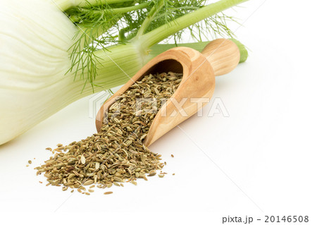 フェンネルとフェンネルシード:Fennel bulb & Fennel Seed フェンネルとフェンネルシード:Fennel bulb & Fennel Seed 20146508