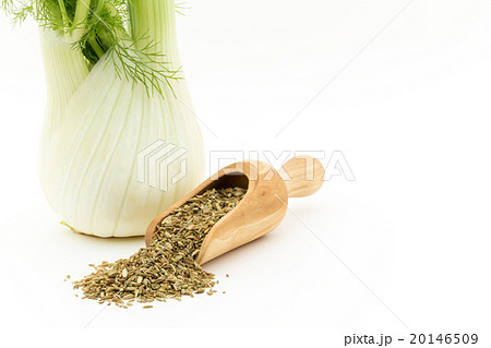 フェンネルとフェンネルシード:Fennel bulb & Fennel Seed フェンネルとフェンネルシード:Fennel bulb & Fennel Seed 20146509