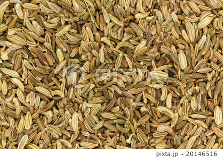 フェンネルシード: Fennel Seed 20146516