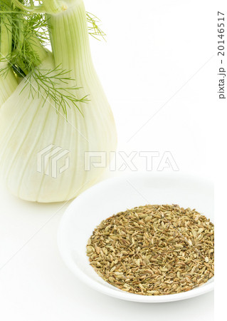 フェンネルとフェンネルシード:Fennel bulb & Fennel Seed フェンネルとフェンネルシード:Fennel bulb & Fennel Seed 20146517