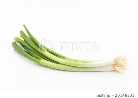 ワケギ : green onion ワケギ : green onion 20146533