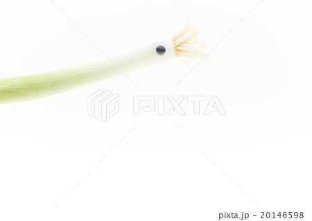 目玉シール・ワケギ: wiggly-eyed green onion 20146598