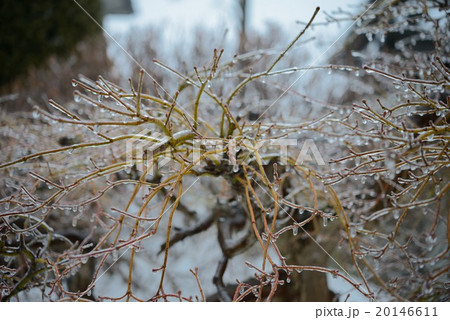 枝の雨氷 20146611