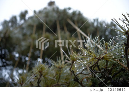 松の雨氷と雪吊り 20146612