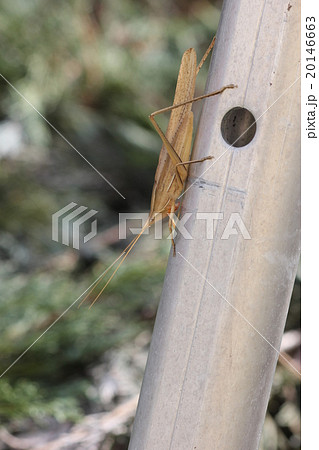 クビギリス(褐色型)・オス06 クビギリス(褐色型)・オス06 20146663