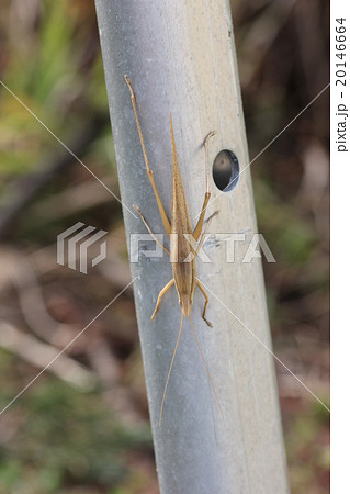 クビギリス(褐色型)・オス07 クビギリス(褐色型)・オス07 20146664