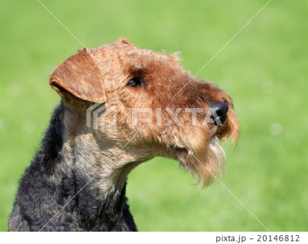 Airedale Terrier in the spring garden Airedale Terrier in the spring garden 20146812
