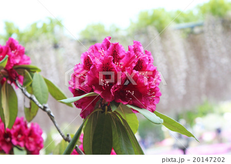 シャクナゲ シャクナゲ 20147202