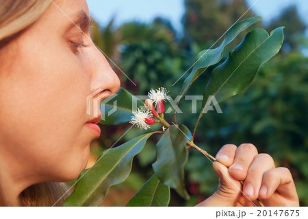 Woman sniffing cloves raw sticks and flowers 20147675
