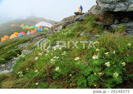 北岳・肩の小屋のテント場とハクサンイチゲ群落 20148375