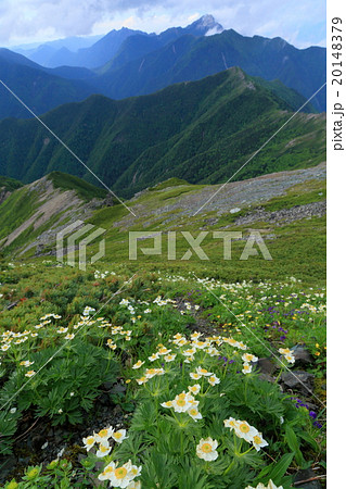 北岳肩の小屋付近のハクサンイチゲ群落と甲斐駒ヶ岳遠望 20148379